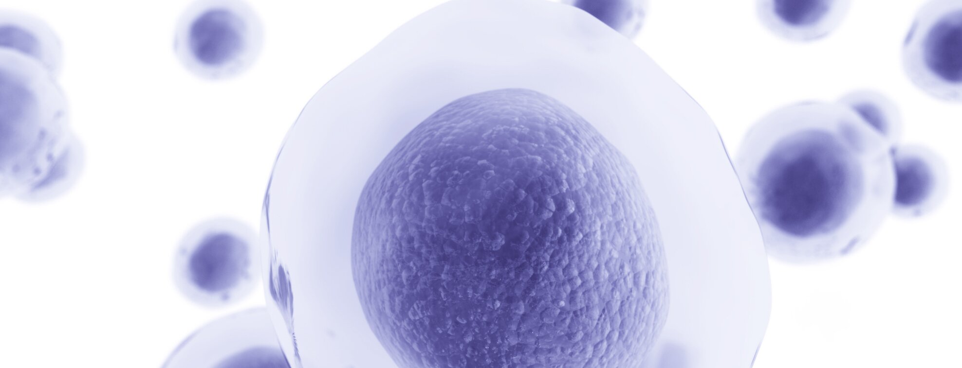 Several cells, with a purple nucleus and a light purple cytoplasm, over a white background.