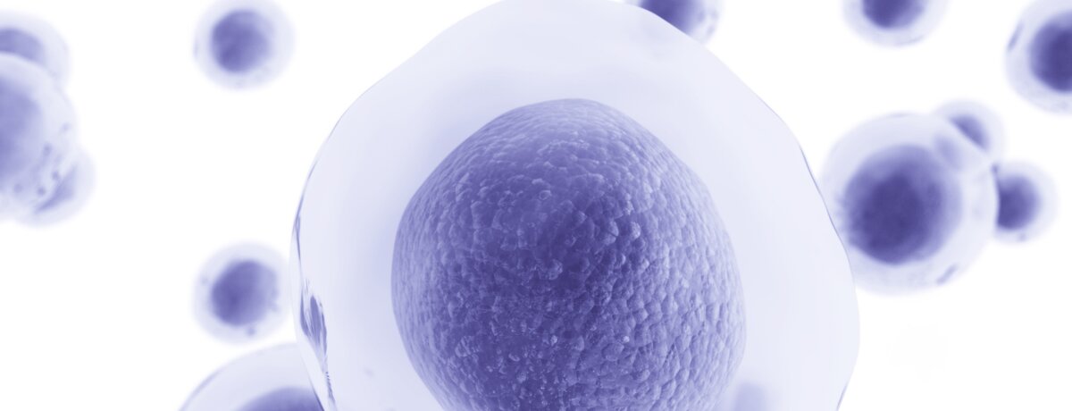 A single purple cell with textured surface surrounded by multiple blurred cells, illustrating stem cell self-renewal