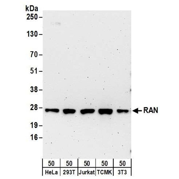 Western blot showing RAN protein expression in HeLa, 293T, Jurkat, TCMK, and 3T3 cell lysates