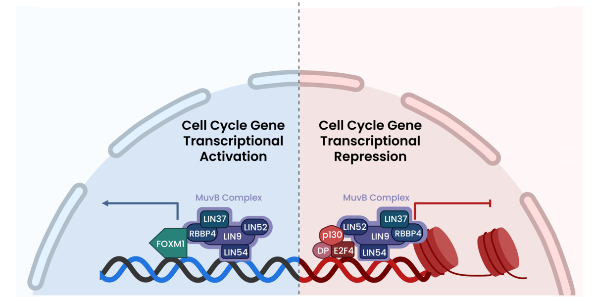 Diagram showing MuvB complex regulating cell cycle gene transcription through activation and repression mechanisms