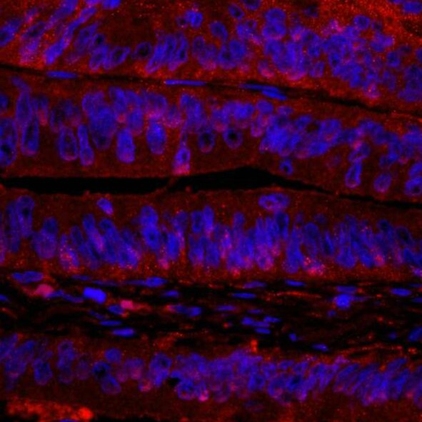 Fluorescent microscopy image showing red-stained tissue with blue-stained nuclei in layered epithelial cells