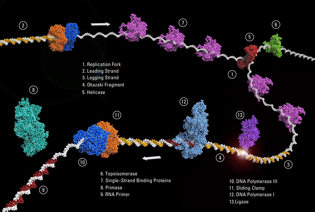 Diagram showing the steps of DNA replication surrounding a Holliday Junction.