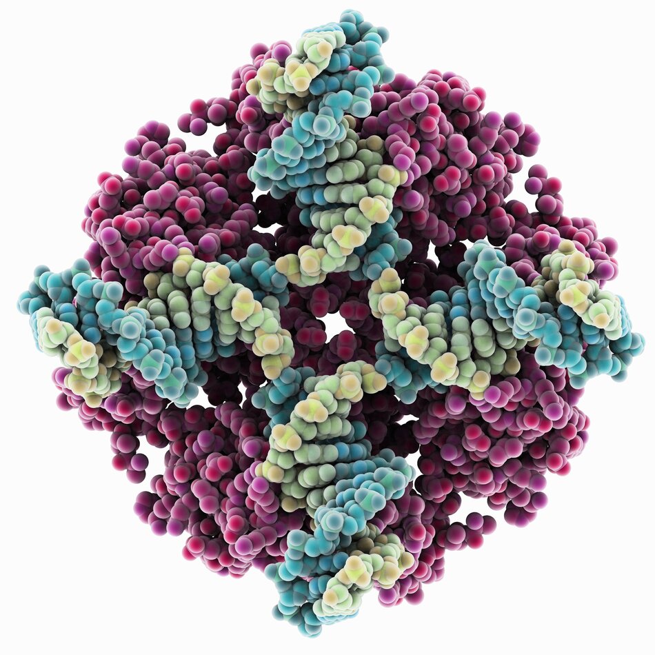Molecular structure of a Holliday Junction.