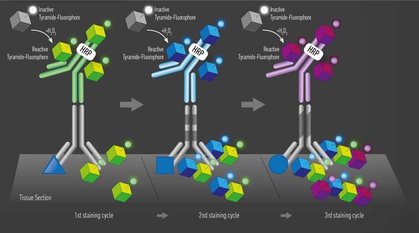 Diagram of sequential staining cycles using HRP and tyramide-fluorophore labeling on tissue sections
