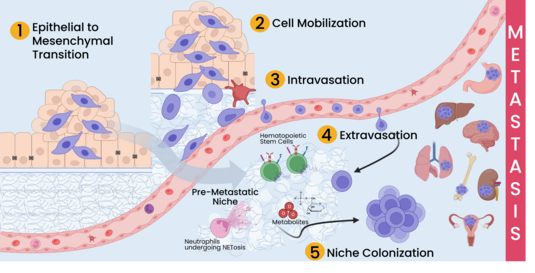 Diagram of cancer metastasis showing EMT, cell mobilization, intravasation, extravasation, and niche colonization.