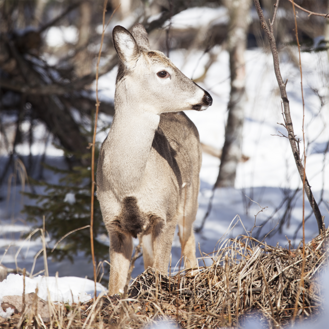 deer