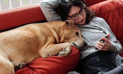 Woman looking at her phone with a dog beside her on a sofa.
