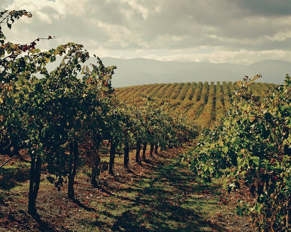 Rolling vineyards in Napa Valley, California 