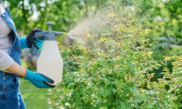 Pest sprayed
