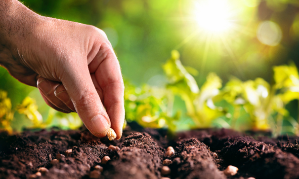 Planting Seeds