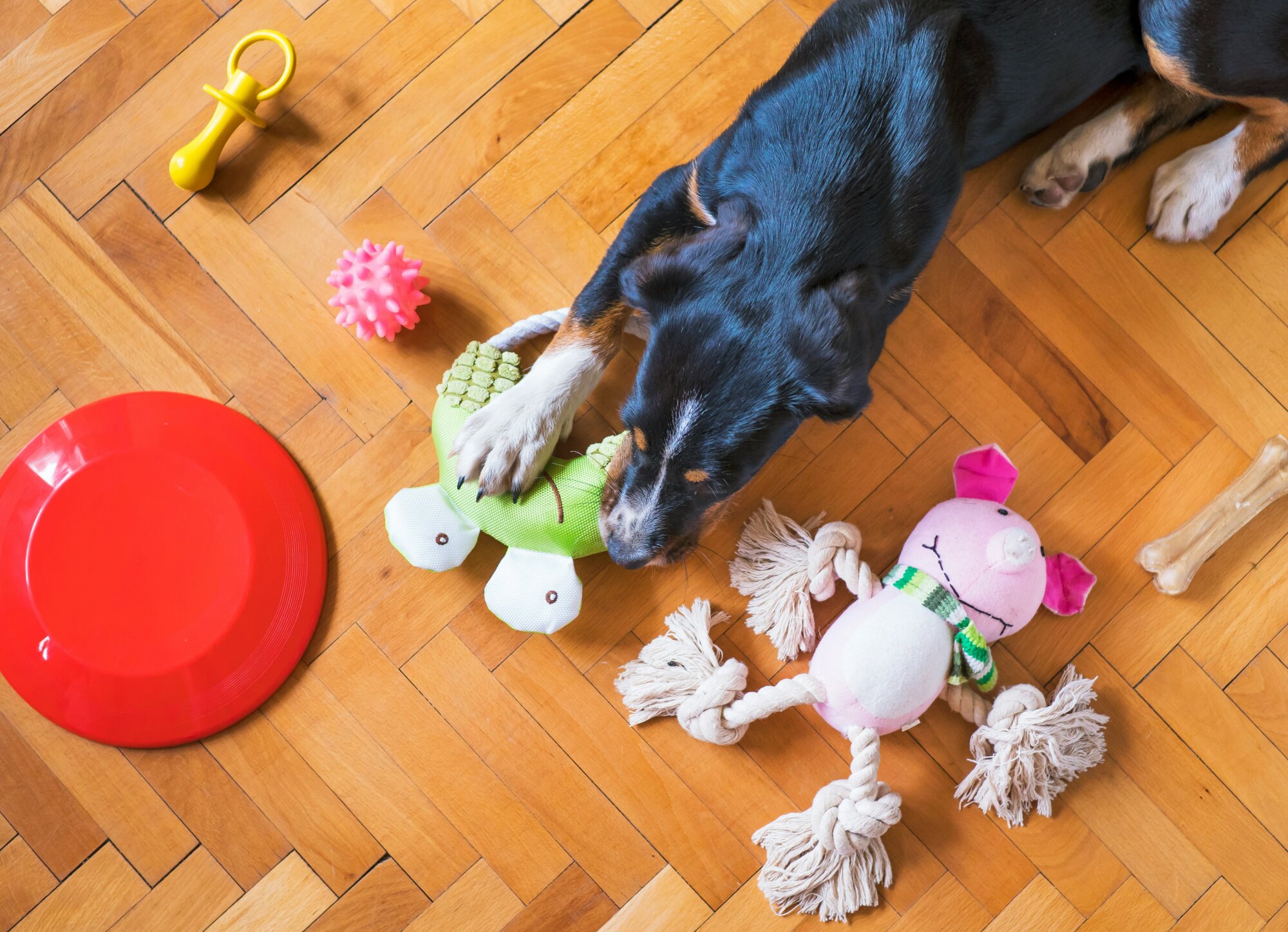 19 Enrichment Ideas and Activities to Keep Your Dog Busy