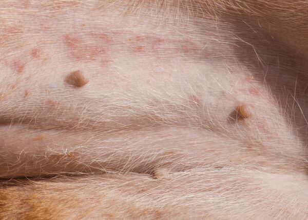 Safe and Effective Treatment for Dogs