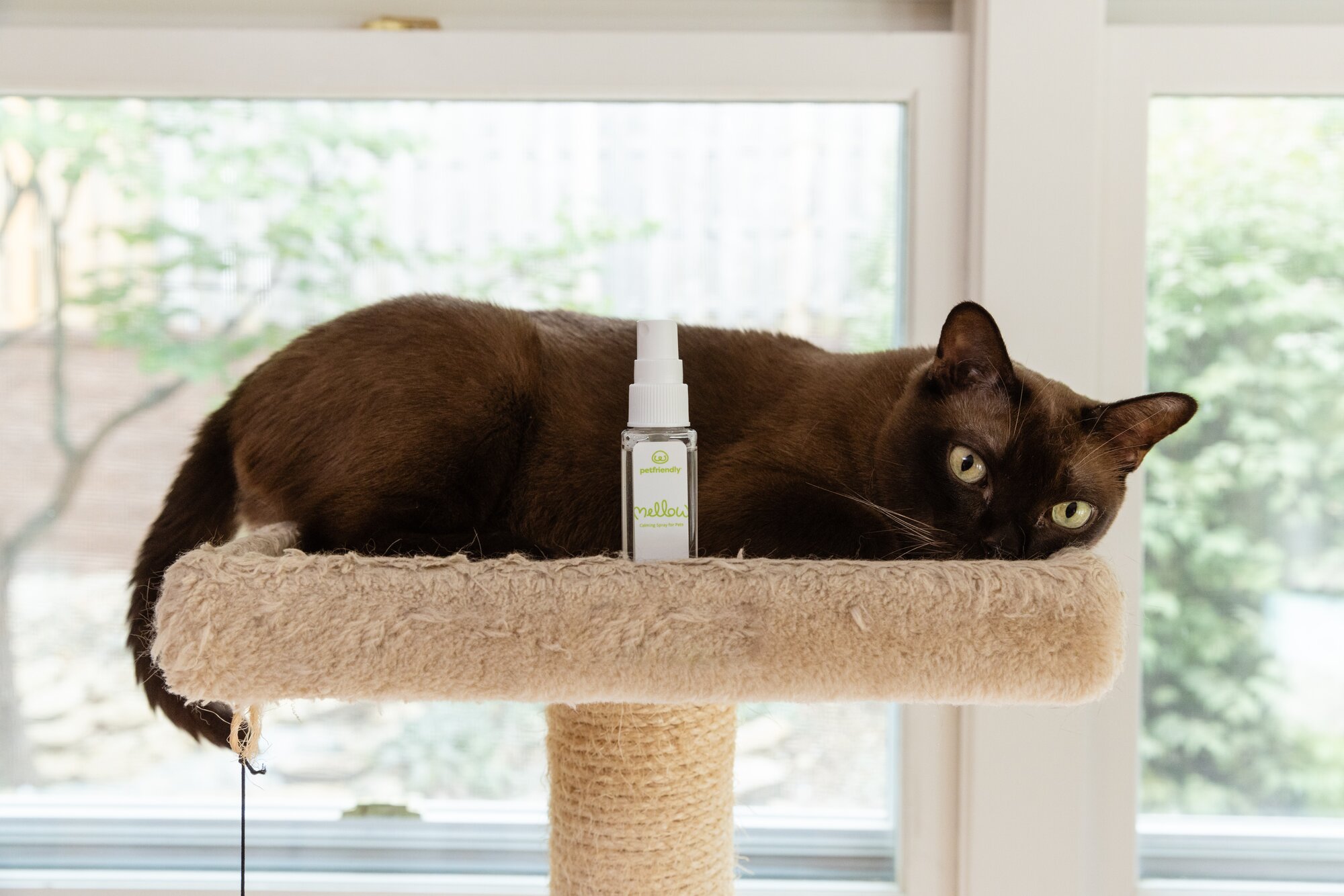 Everything You Need to Know About Cat Calming Spray