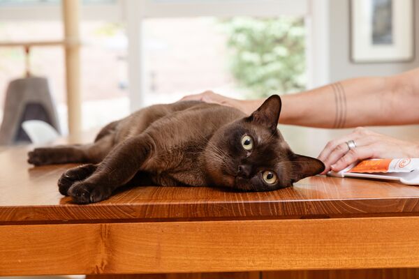stressful behaviors in cats