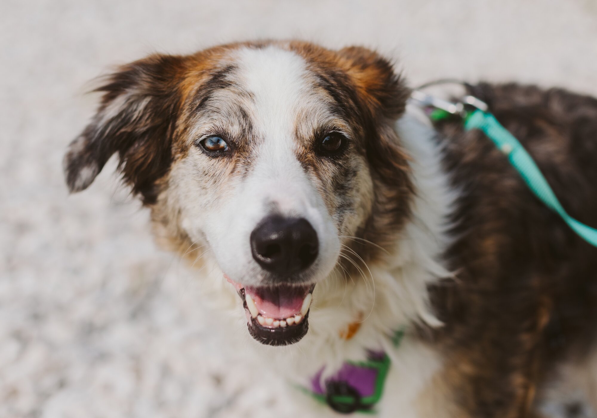 What Does a Tick Look Like on a Dog + Places to Look