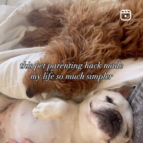 Dogs being friends