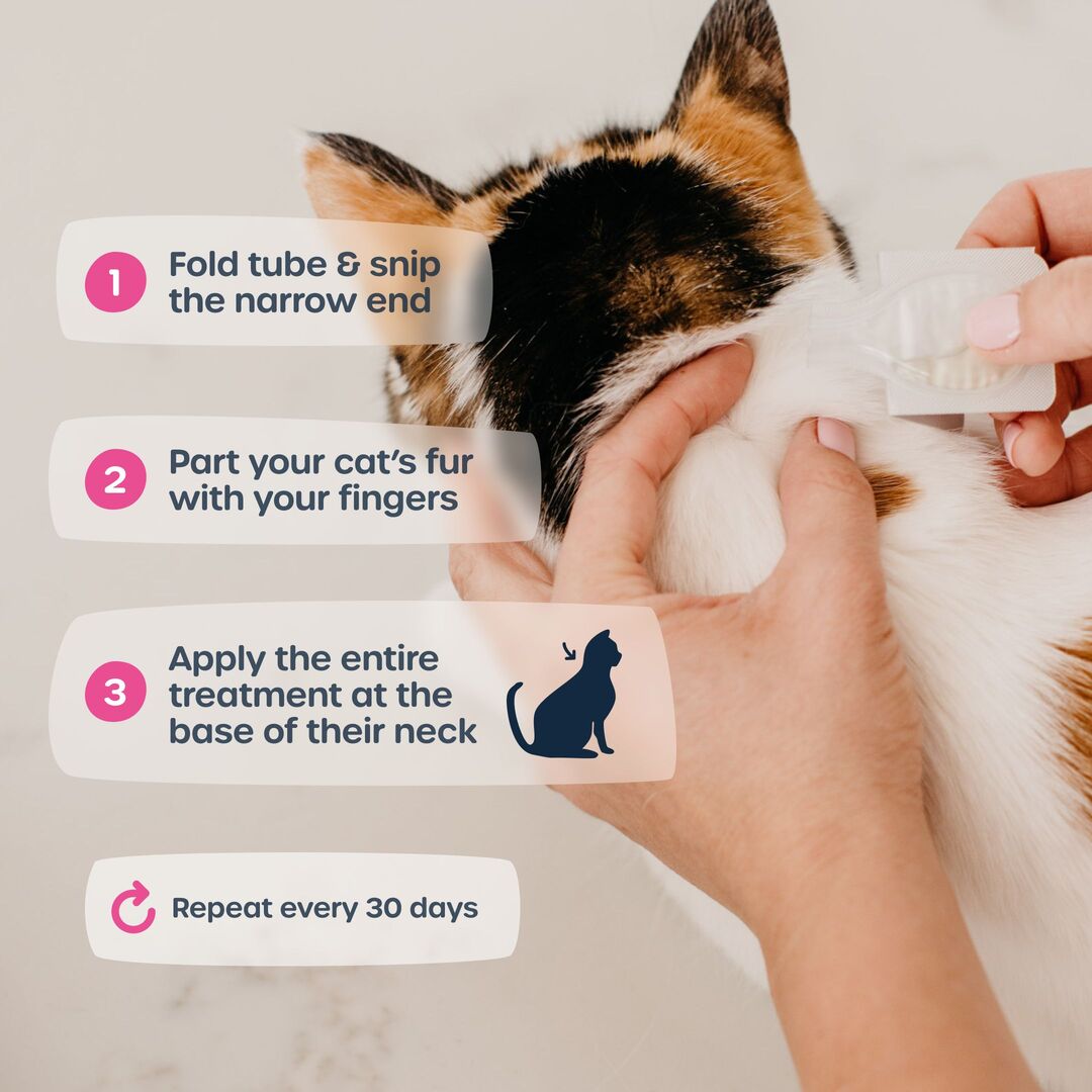 Easy to apply flea and tick treatments for cats