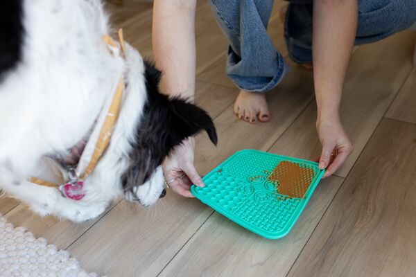 Incorporating lick mats into your pet's routine