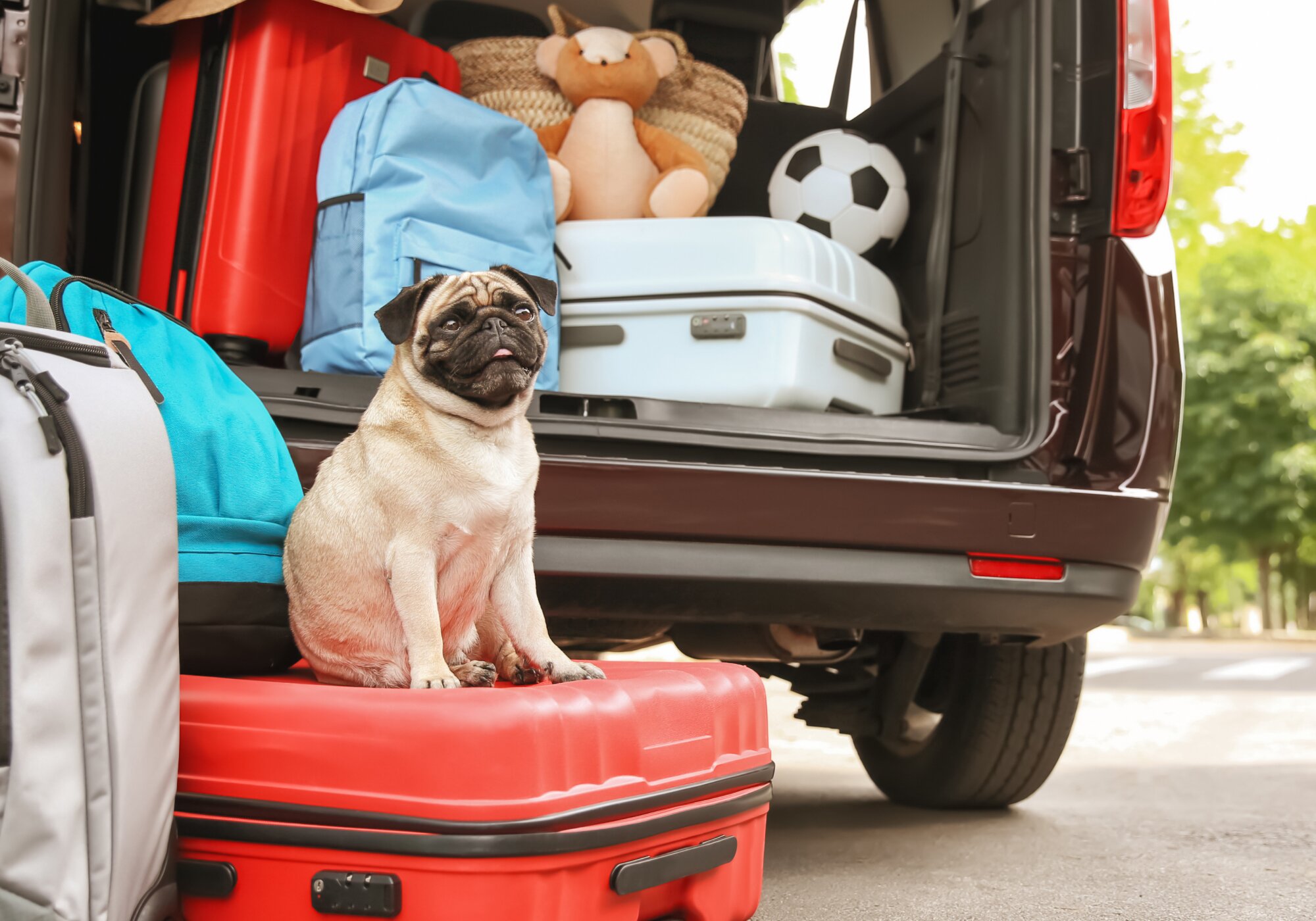 How to Travel With a Dog: 15 Safety Tips