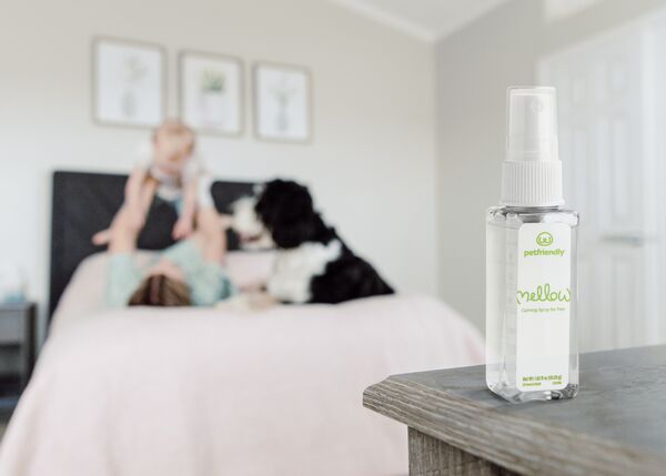 Relax with your pets