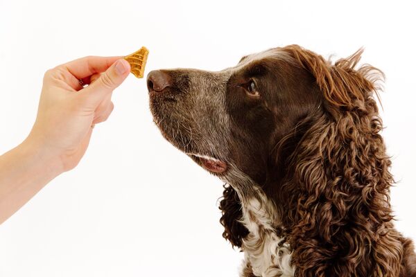 petfriendly baked goods