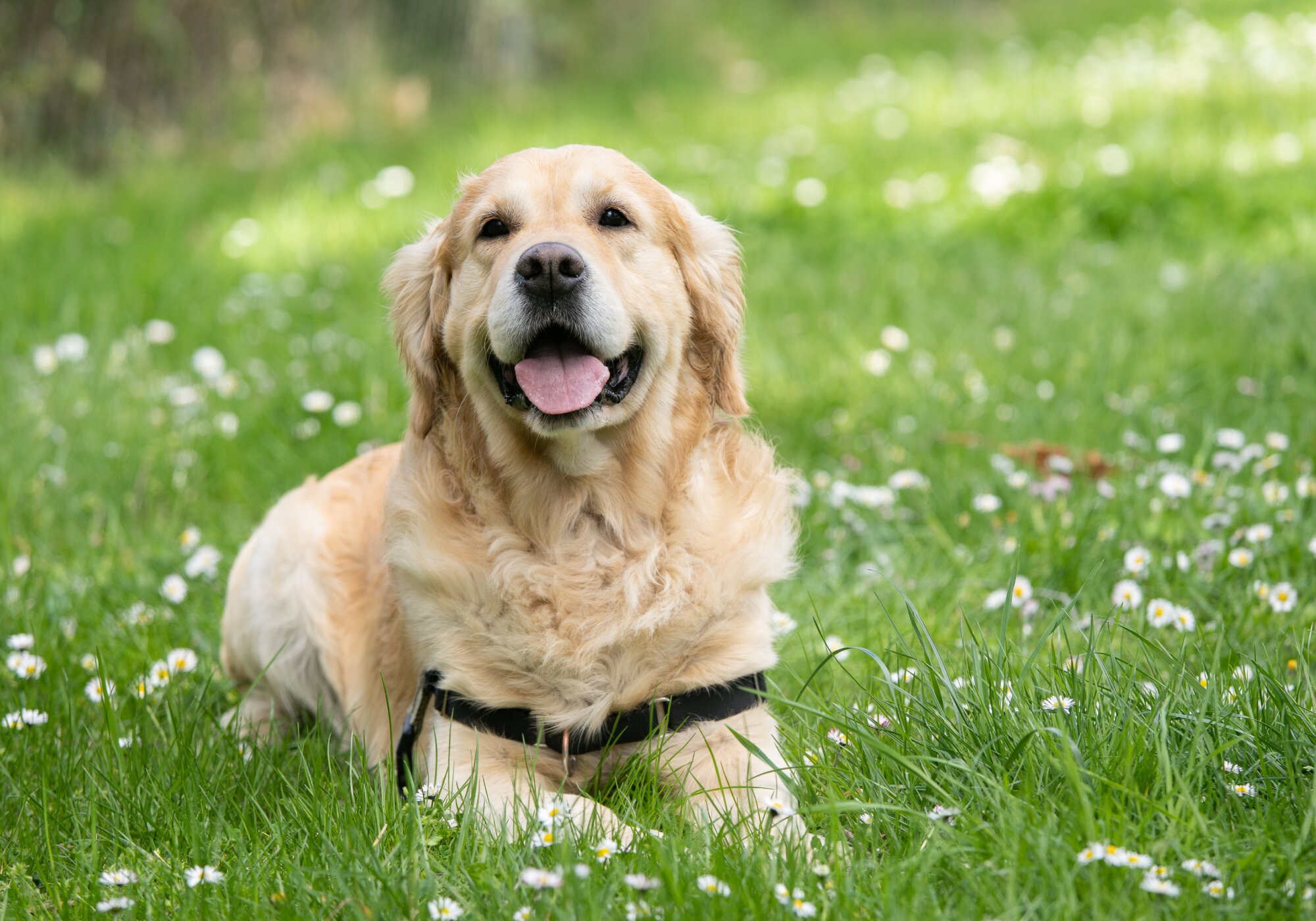 How to Choose the Right Treatment for Hip Dysplasia in Dogs