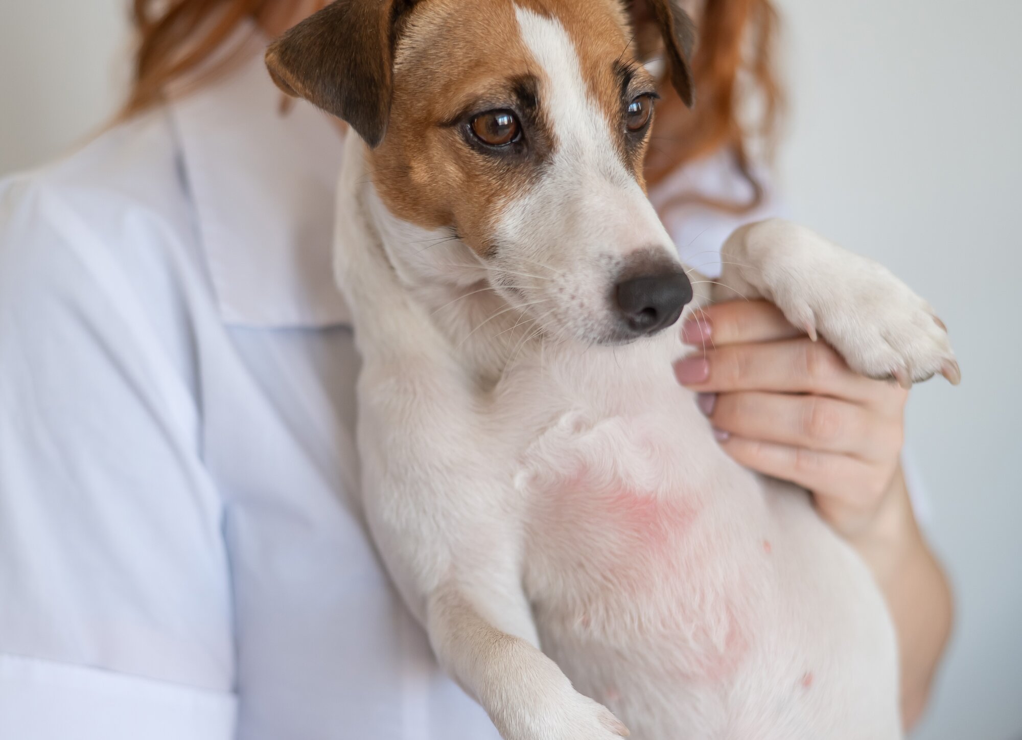 How to Treat Dry Skin on Dogs in 8 Easy Steps