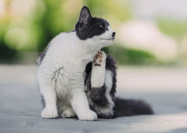 Did you know female fleas can lay up to 50 eggs per day and bite your cat up to 400 times per day? Leaving your cat’s health up to chance is simply not worth it. Protect your cat with Paws Plus®: a safe, easy-to-use topical treatment that keeps them pest-free and avoids any risk of health complications.