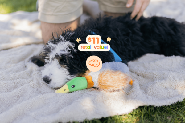 Limited-edition Toy Duck: Quack up your pup's summer with this plush duck toy — available only in the Seasonal Box! Whether they cuddle it, chase it, or carry it around like a trophy, this duck’s bound to be their new summer bestie.