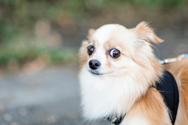 why are dogs scared of fireworks