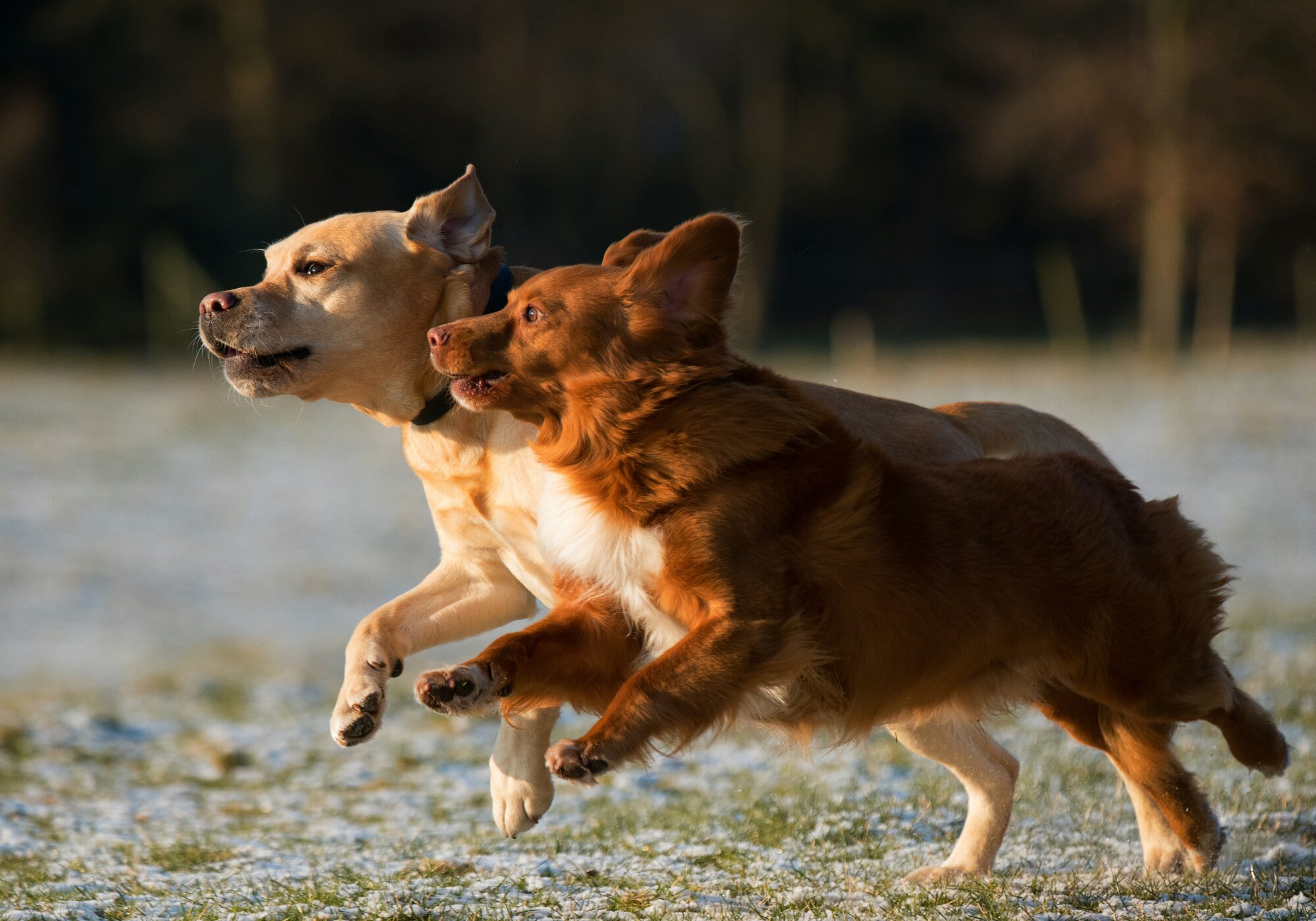 Dog Basics: The Anatomy of a Dog