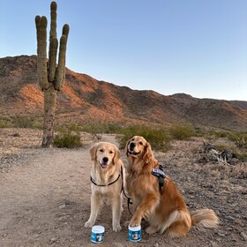 Dogs in the mountains