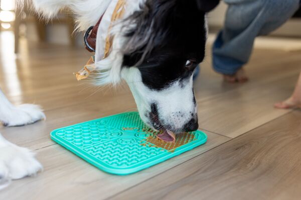 dog and cat enrichment benefits of lick mats