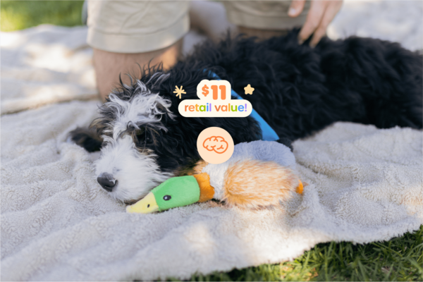 Toy Duck: An adorable stuffie to match the season. This toy duck is great for fetch or tug-of-war. If your pup uses their duck for comfort and security, spray it with a little of your Mellow Spray for extra relaxation.