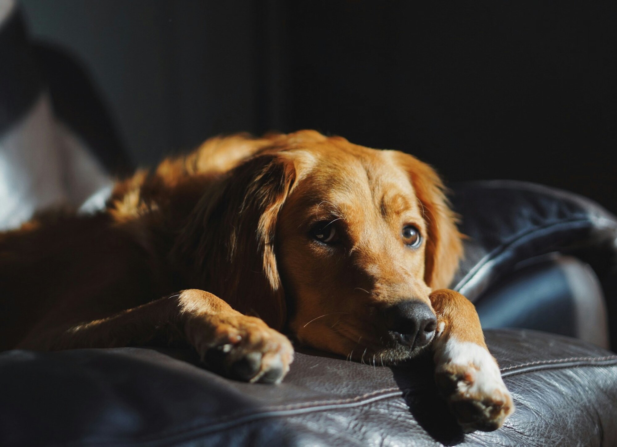 How to Treat Separation Anxiety in Dogs