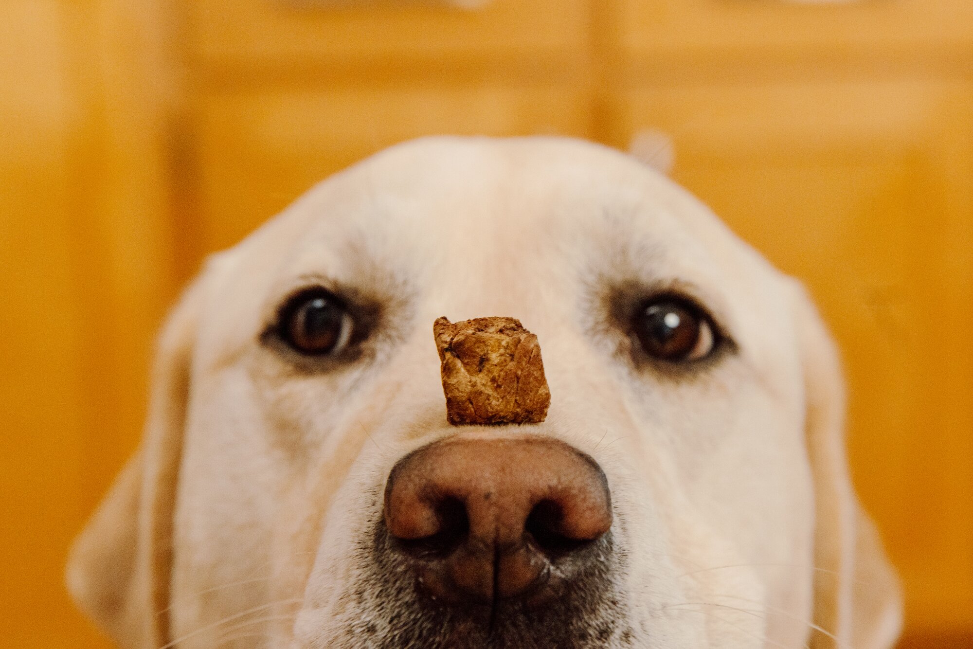 The Best Dog Treats for Your Pup + Commonly Asked Questions