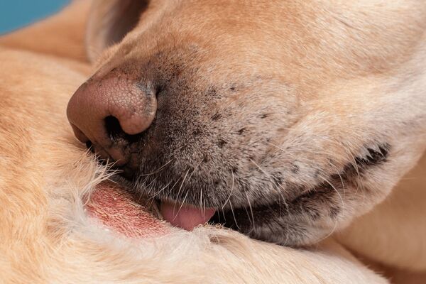 Dog with skin disease