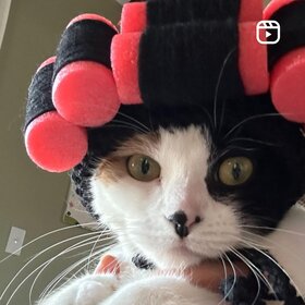 Cat dressed up in roller curlers