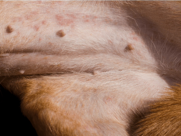 5. Most veterinary experts now say flea season is year-round. According to 2025 United States Findings by Merck Animal Health, vets are three times more likely than owners to define flea & tick season as year round. And, more than half see flea & tick-borne illnesses as a serious risk to pets. These findings highlight how easily we can underestimate pest risks at any time of year. PROTECT YOUR PETS