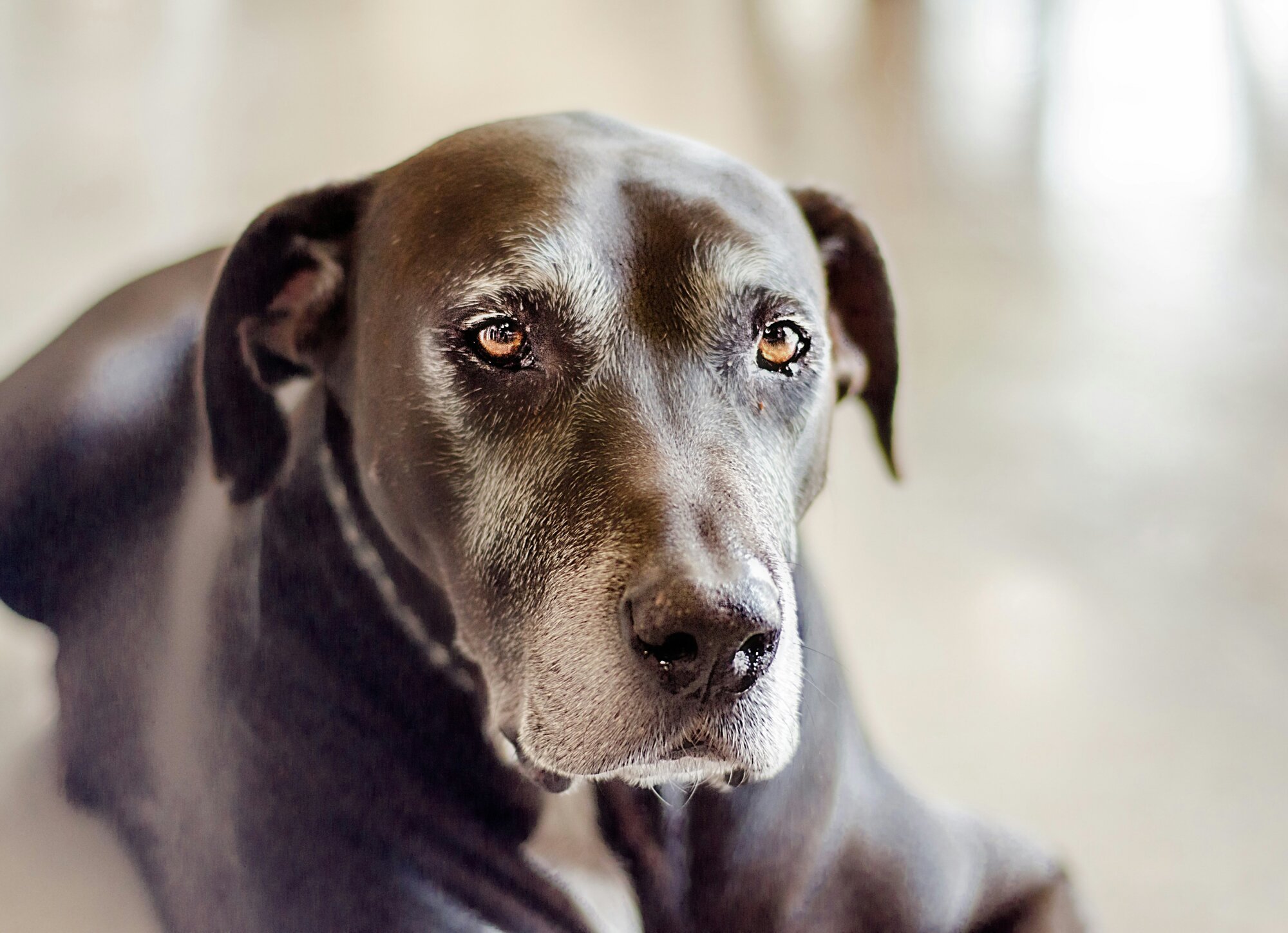 How Do Dogs Age: Preparing for Every Life Stage