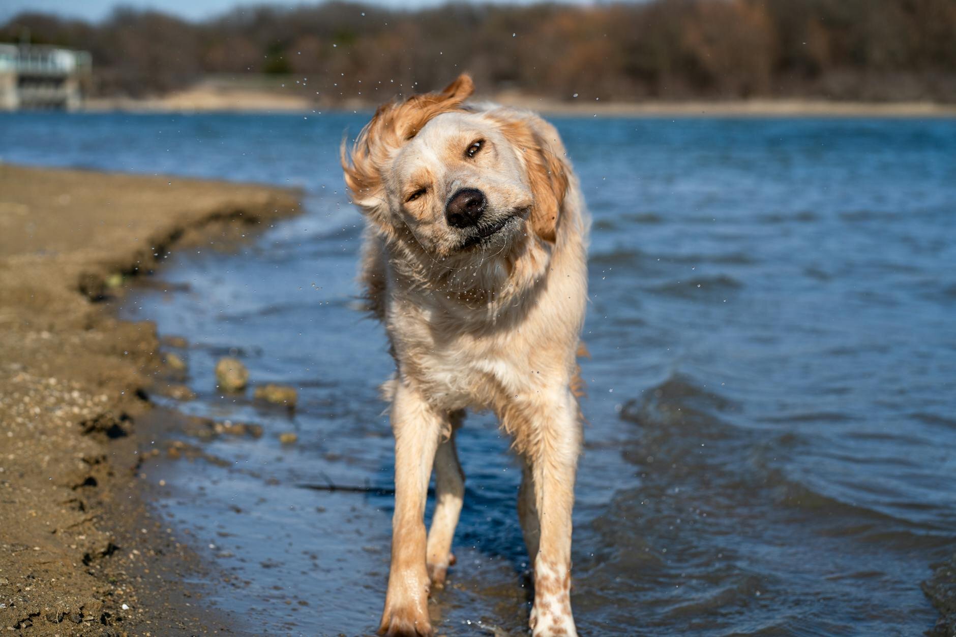 Why Does My Dog Keep Shaking His Head and How to Help