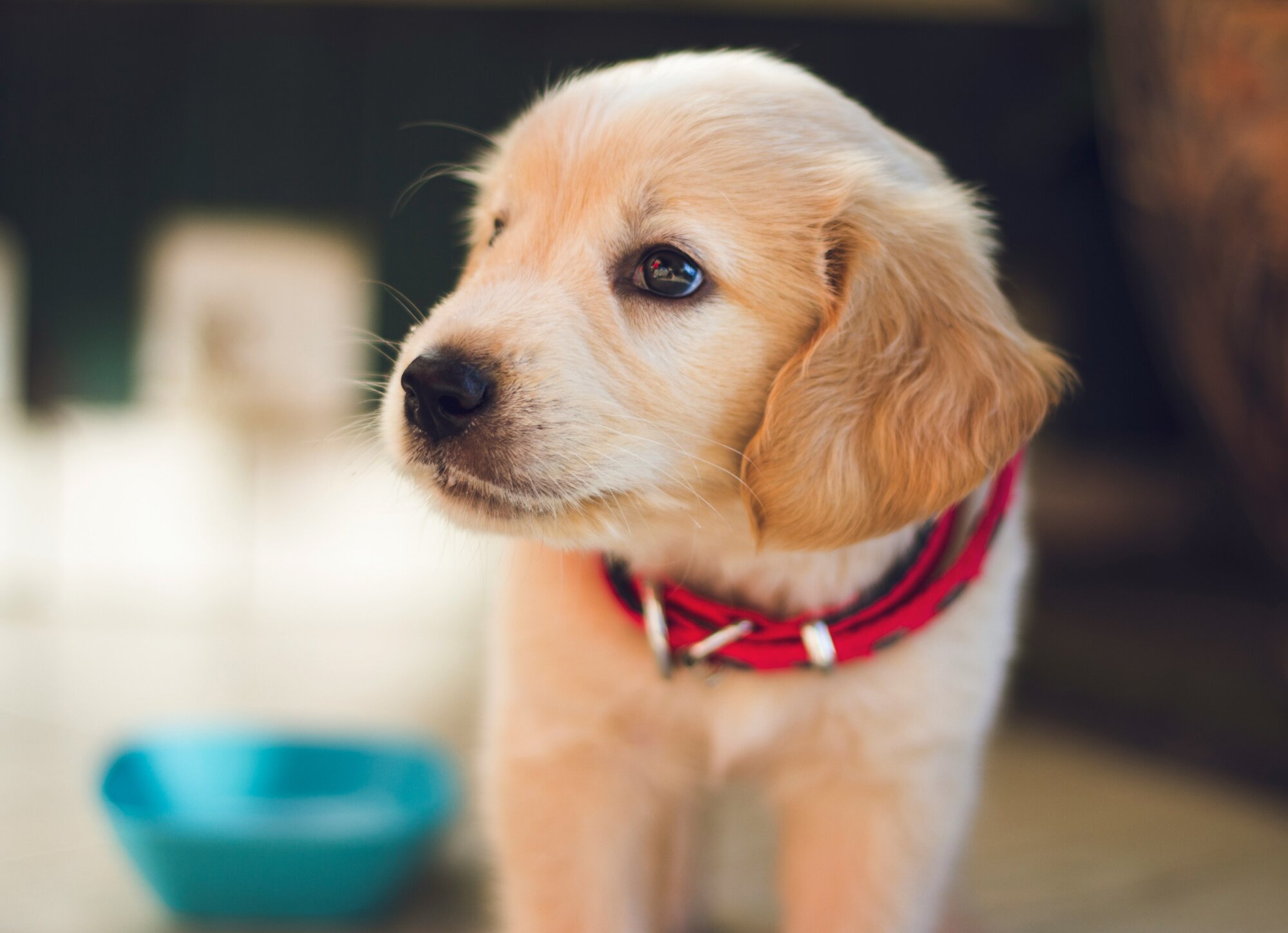 Brewers Yeast for Dogs: What Pet Parents Should Know