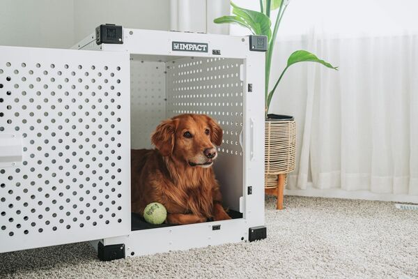 create a safe haven for your dog