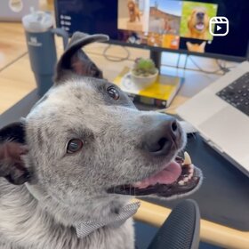 Dog on computer