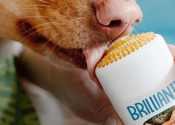 Brilliant Step 2: Lick