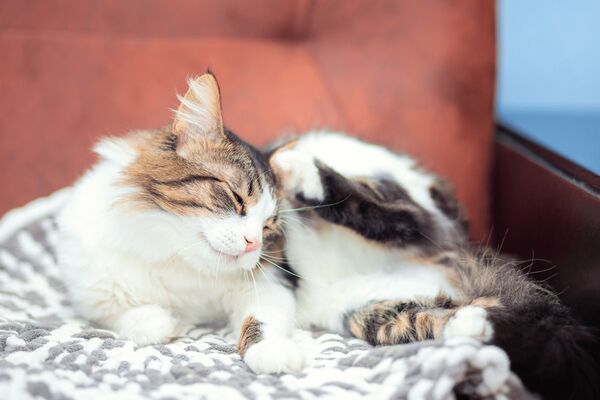 Cat with fleas
