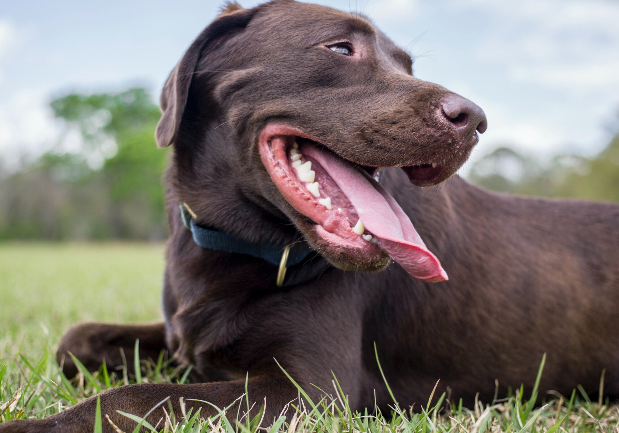 Are Probiotics Good for Dogs and Do Dogs Need Them