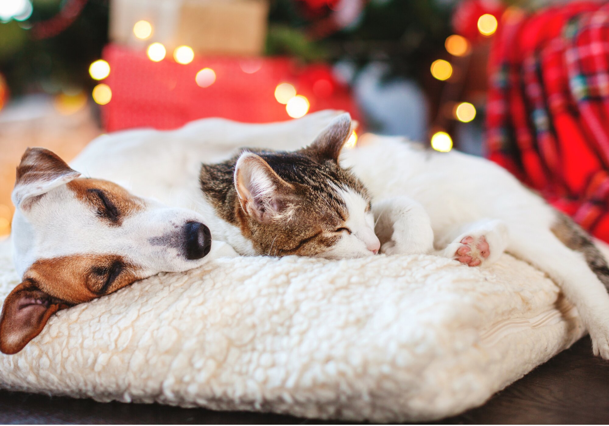 Ultimate Holiday Pet Guide: 75 Pet-Friendly Holiday Ideas