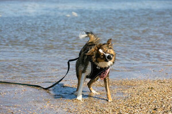 dog shaking out ears after swimming