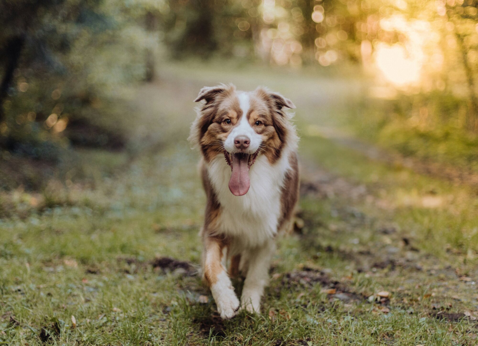 Lyme Disease in Dogs: What It Is and How to Prevent It